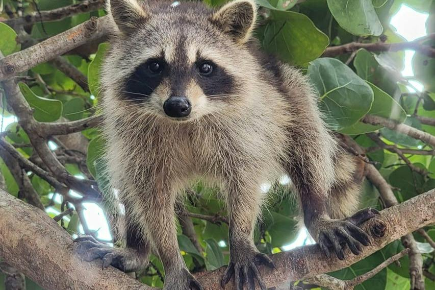 Biscayne Bay & Raccoon Island: SUP/Kayak Adventure - Photo 1 of 6